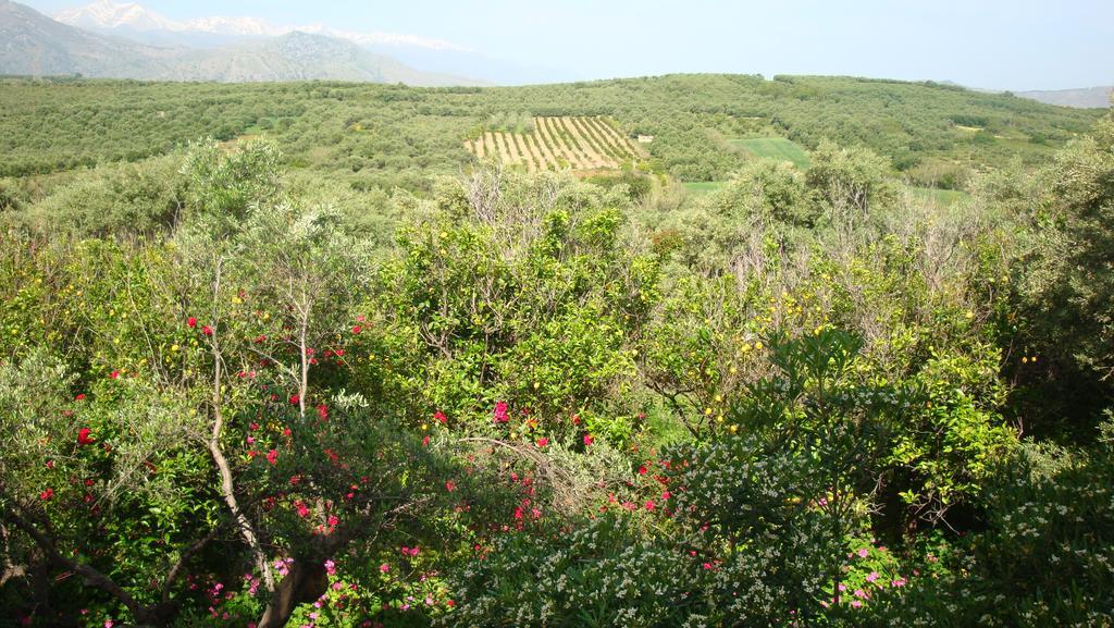 Calamon Apartments Episkopi-Chania Exteriör bild
